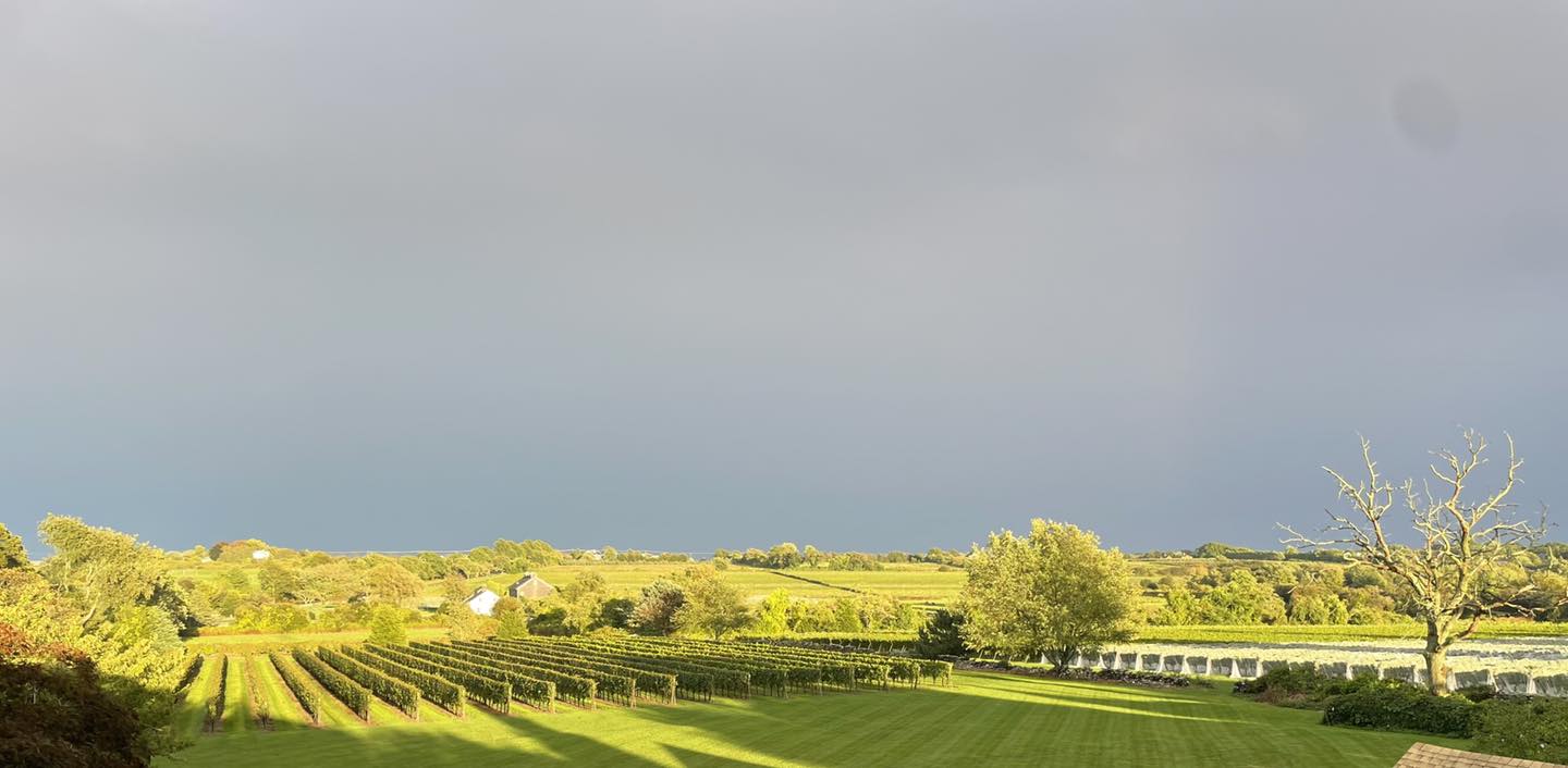 Sunshine on a beautiful green vineyard