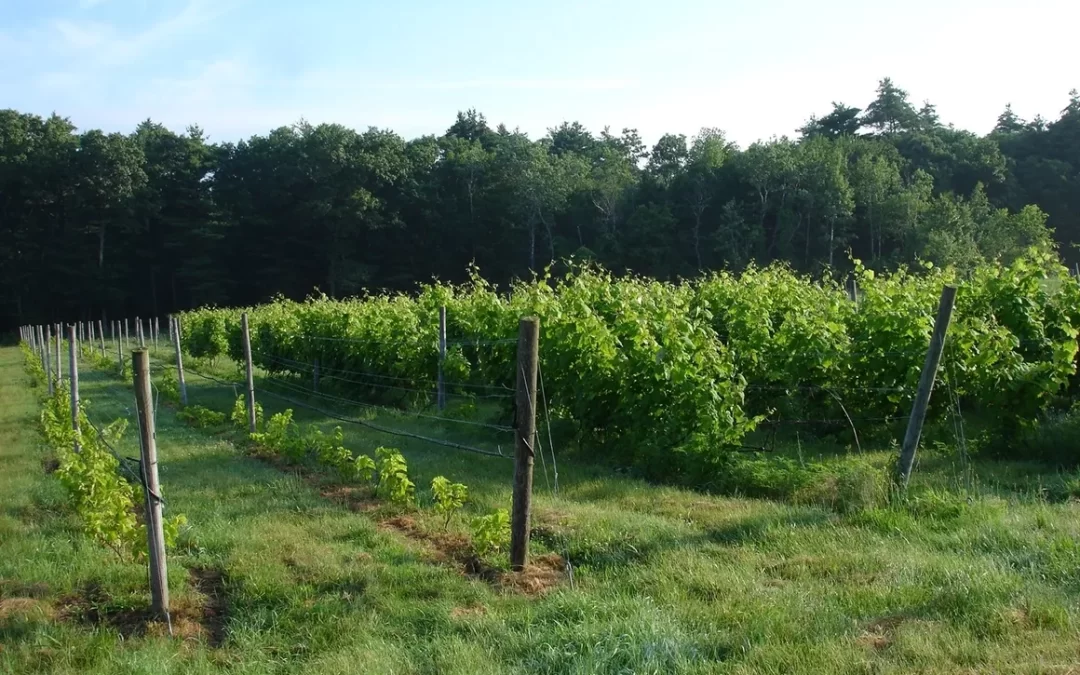 Mulberry Vineyards