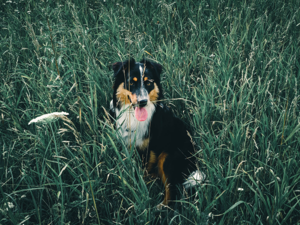 Dog Parks in Rhode Island