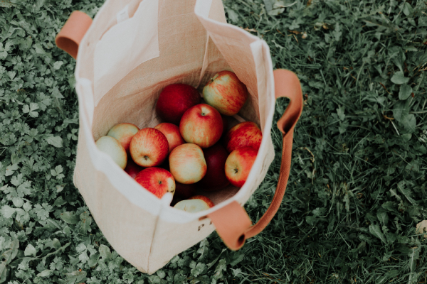 Apple Picking in Rhode Island